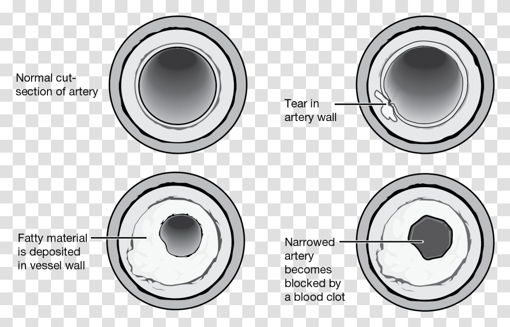 Circle, Label, Plot, Diagram Transparent Png