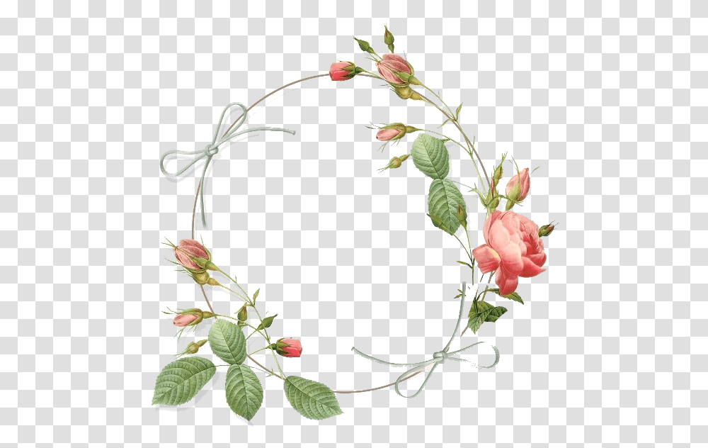 Circle Of Roses, Plant, Flower, Blossom, Acanthaceae Transparent Png