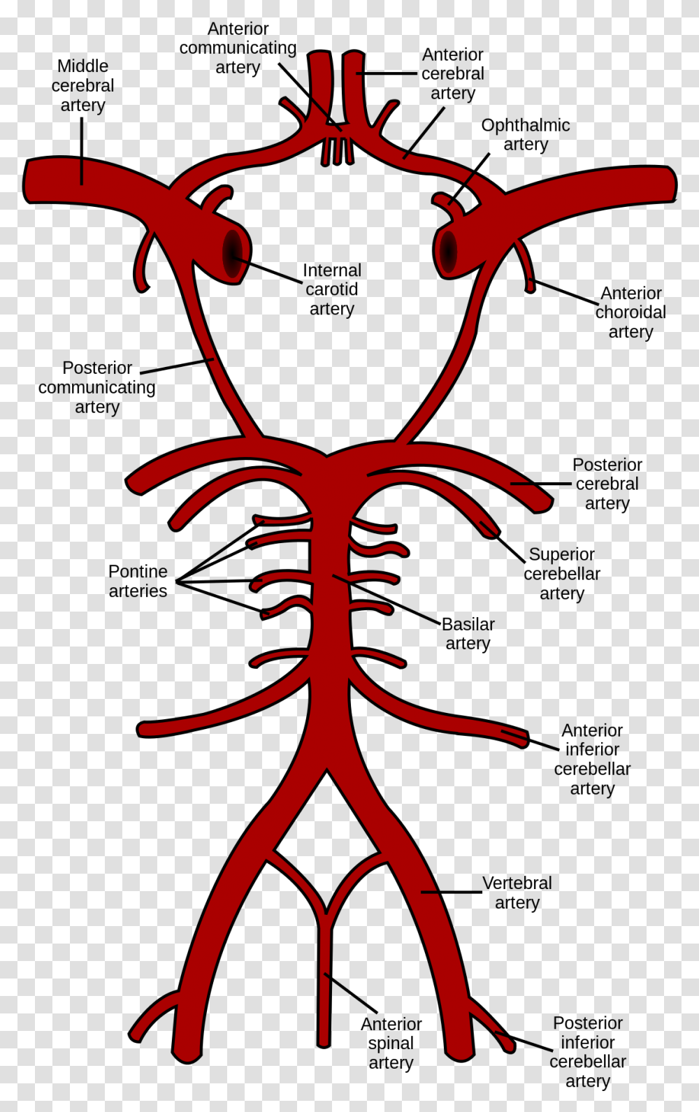 Circle Of Willis Wikipedia Circle Of Willis Labeled, Plant, Root, Text, Crawdad Transparent Png
