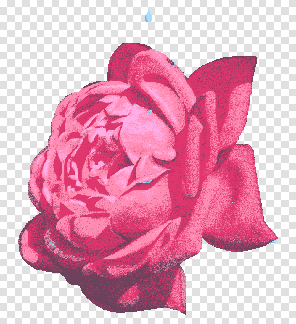 Circle Overlay, Plant, Flower, Blossom, Rose Transparent Png