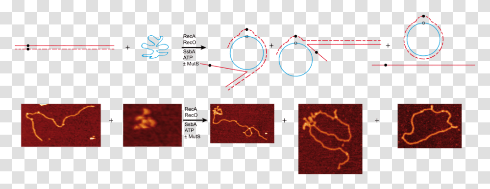 Circle, Pattern, Plot, Building, Diagram Transparent Png