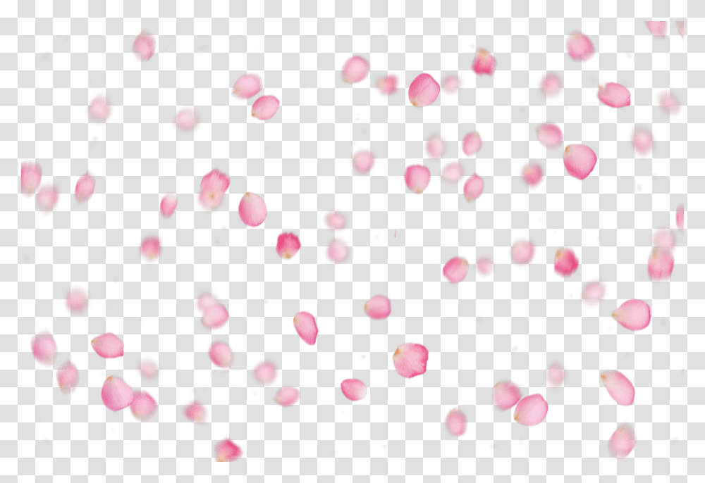 Circle, Petal, Flower, Plant, Blossom Transparent Png