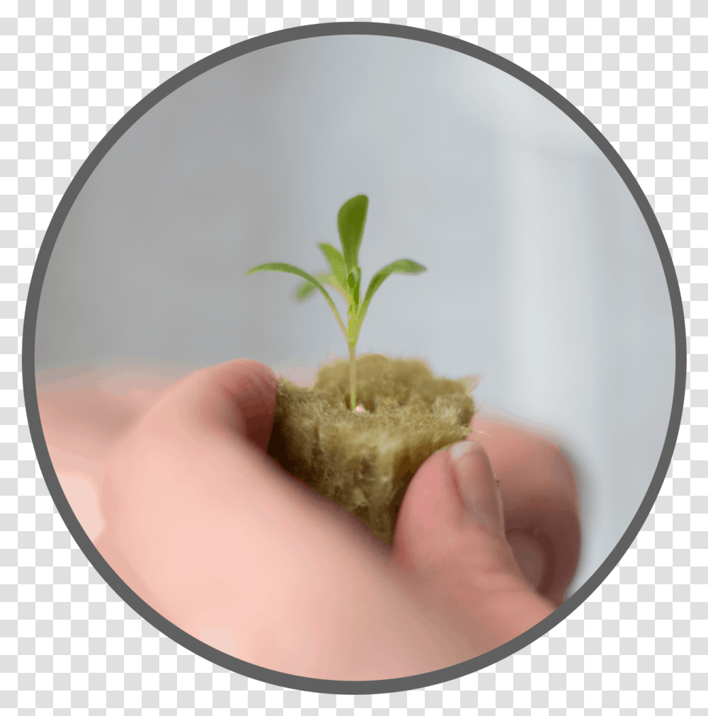 Circle, Plant, Person, Sprout, Produce Transparent Png