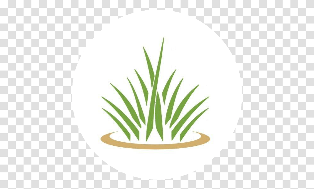 Circle, Plant, Pineapple, Food, Pottery Transparent Png