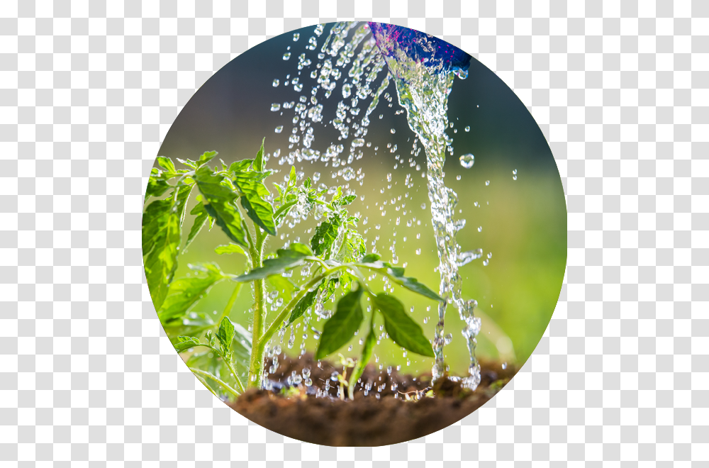 Circle, Plant, Vase, Jar, Pottery Transparent Png