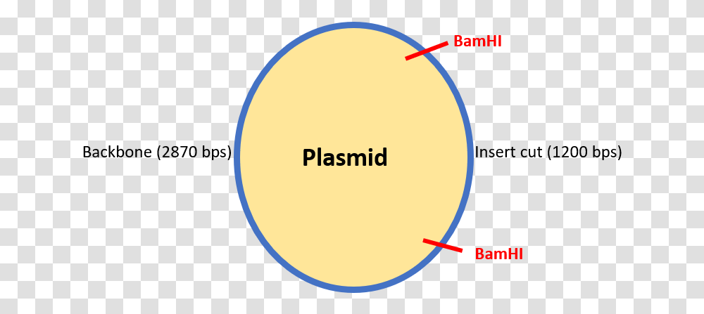 Circle, Plot, Diagram, Number Transparent Png