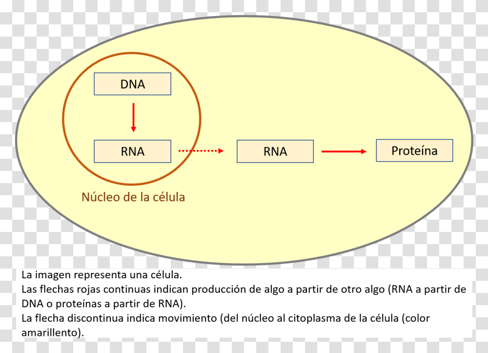 Circle, Plot, Diagram, Sphere, Measurements Transparent Png