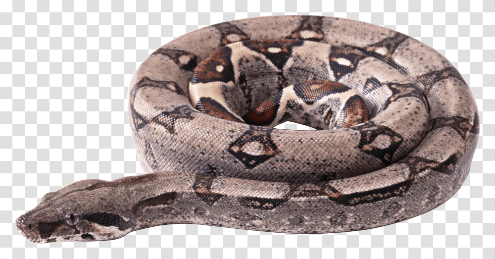 Circle Snake Clip Arts Boa Constrictor, Reptile, Animal, Anaconda, Rock Python Transparent Png