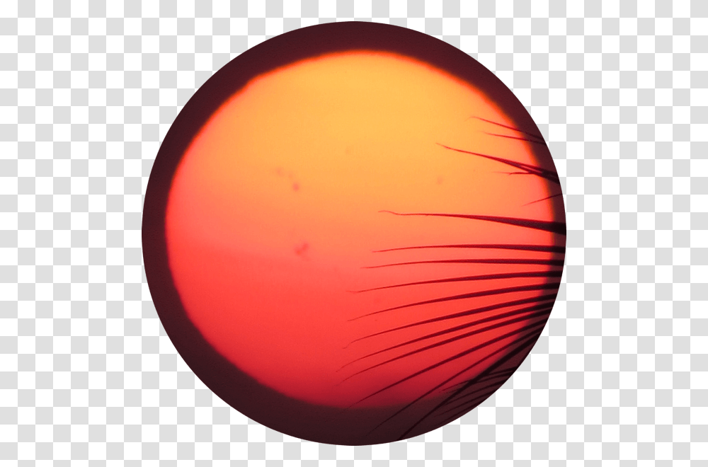 Circle, Sphere, Balloon, Outdoors, Sun Transparent Png