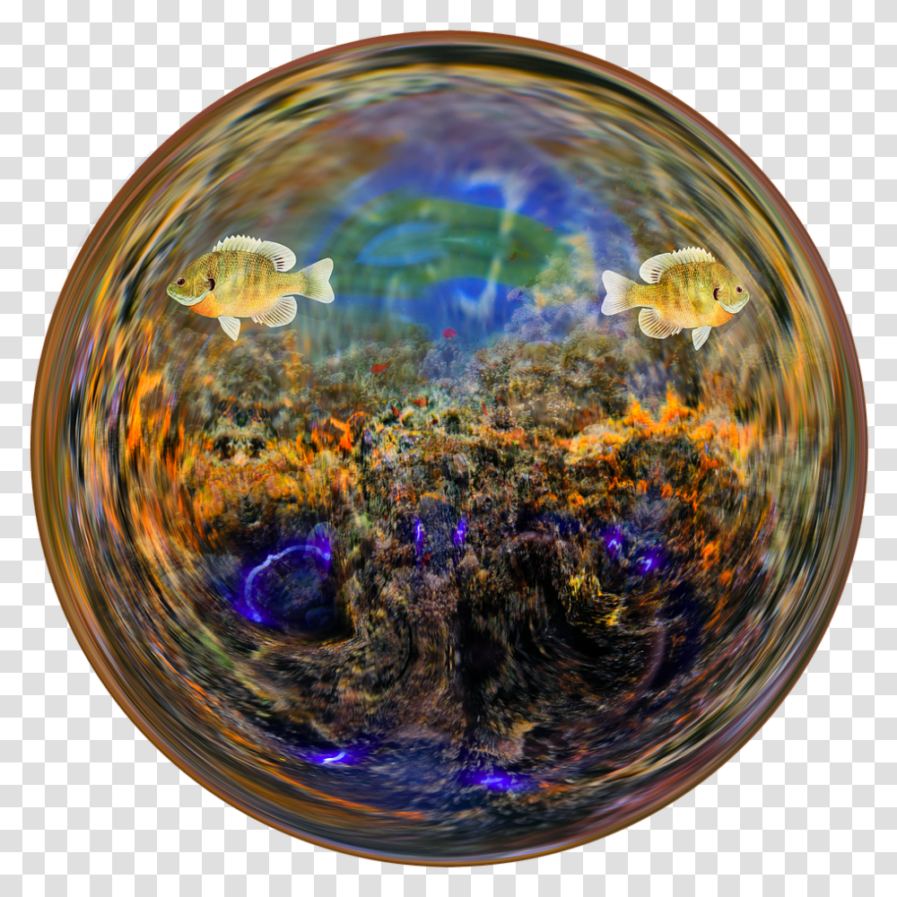 Circle, Sphere, Fish, Animal, Bubble Transparent Png
