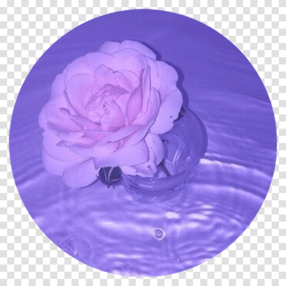 Circle Sticker By Aesthetic Pictures Blue And Purple, Petal, Flower, Plant, Icing Transparent Png