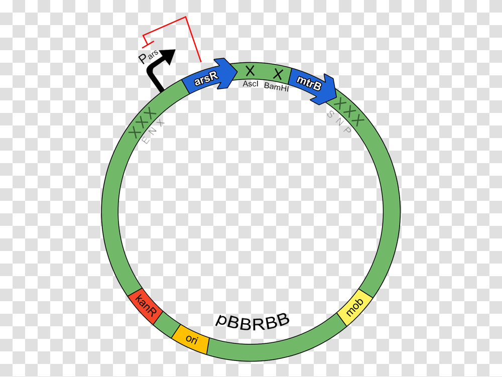 Circle, Gauge, Plot, Disk Transparent Png