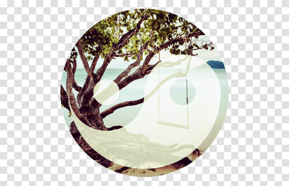 Circle, Tree, Plant, Mirror, Fisheye Transparent Png