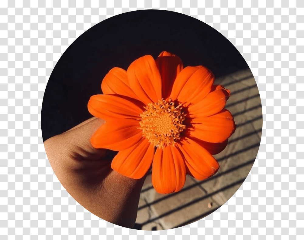 Circle Tumblr Background Astethic Kpop Colorful Aesthetic Orange Background, Plant, Flower, Blossom, Daisy Transparent Png