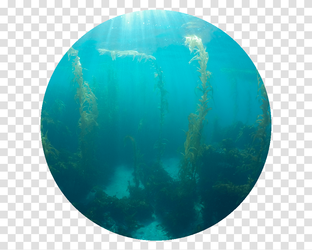 Circle, Water, Underwater, Outdoors, Nature Transparent Png