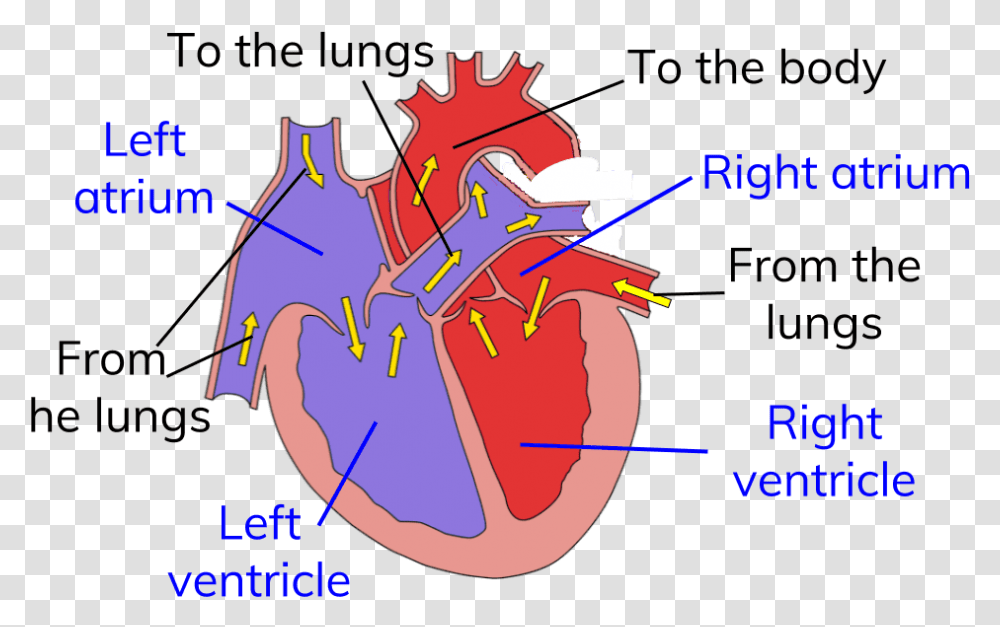 Circuit Heart Diagram For Circulatory System Heart Diagram Circulatory System, Plot, Poster, Advertisement, Outdoors Transparent Png