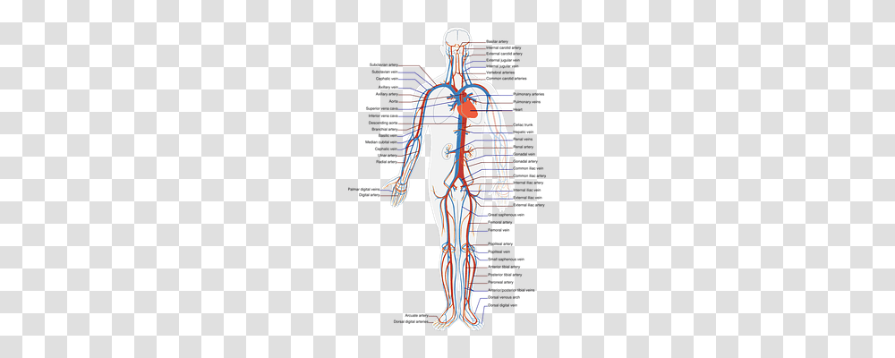 Circulatory Technology, Plot, Diagram, Cross Transparent Png