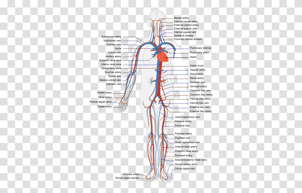 Circulatory Human System Cardiovascular System Diagram Unlabeled, Person, Plot, Veins, Soil Transparent Png