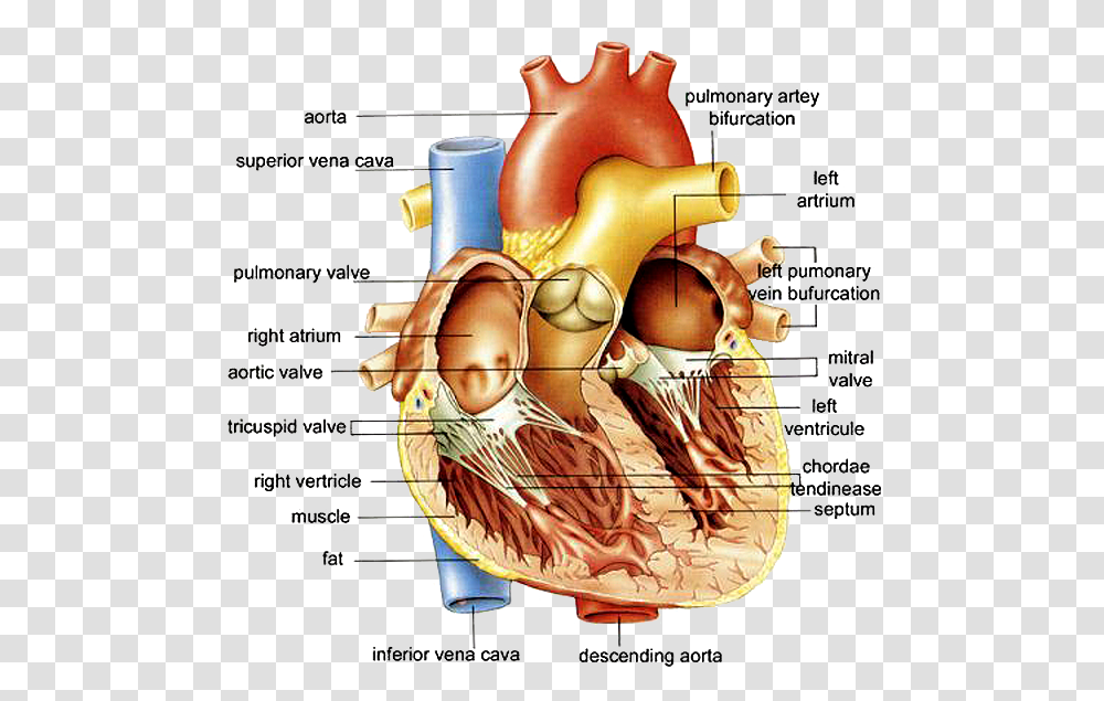 Circulatory System Anatomy Of The Human Heart Diagram, Plot, Person, Plan Transparent Png