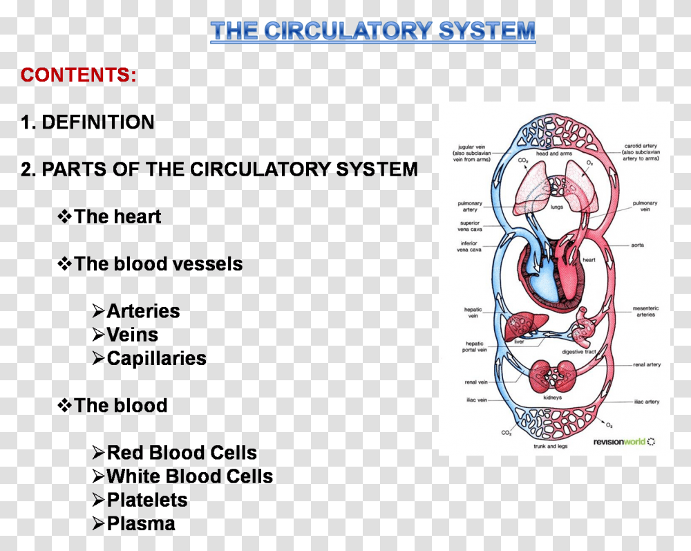 Circulatory System Circulatory System In Man, Plot, Face, Female Transparent Png