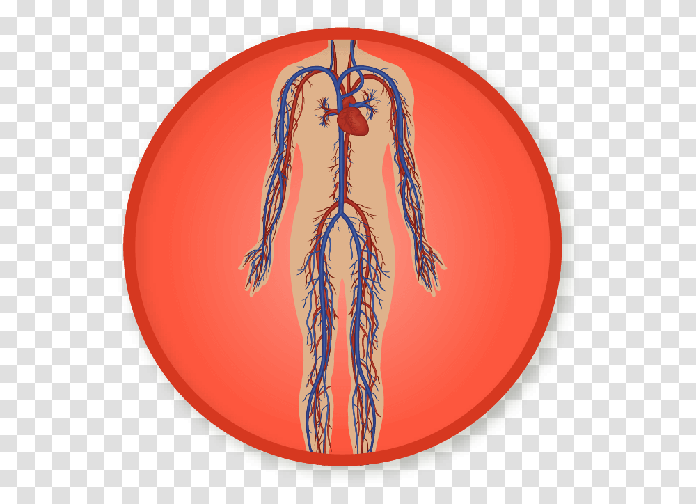 Circulatory System Circulatory System, Skin, Ball, Face, Drawing Transparent Png