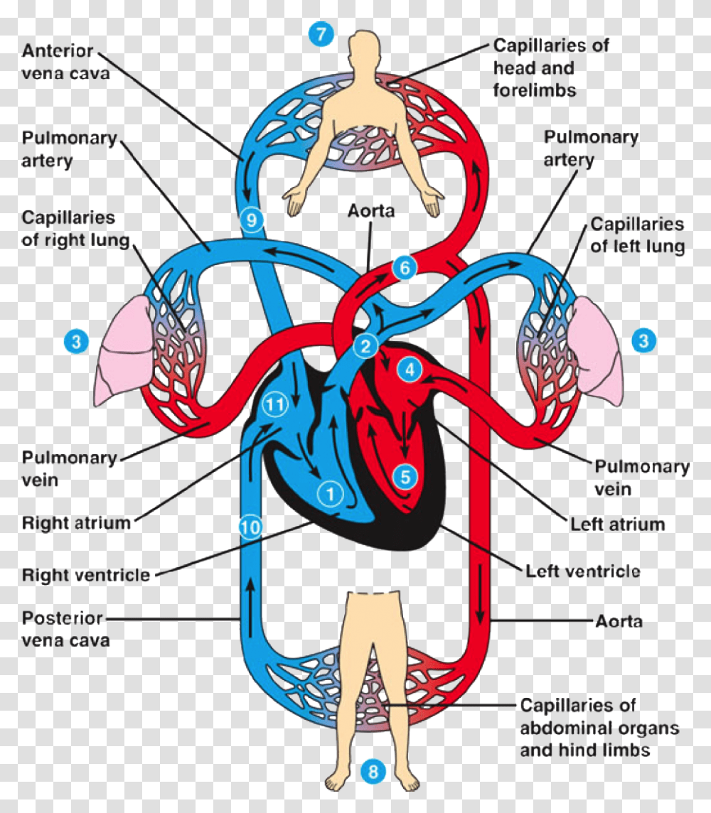Circulatory System Clipart Human Heart Circulation, Diagram, Plot, Veins Transparent Png