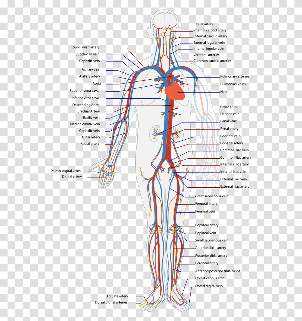 Circulatory System Diagram, Veins, Person, Human, Plot Transparent Png