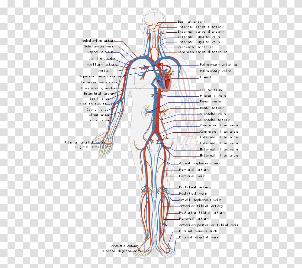 Students will color these areas blue. Circulatory System En Circulatory System Diagram Person Human Veins Plot Transparent Png Pngset Com