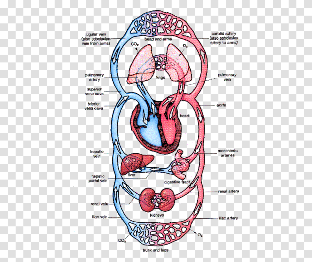 Circulatory System In Man, Poster, Advertisement, Paper, Flyer Transparent Png