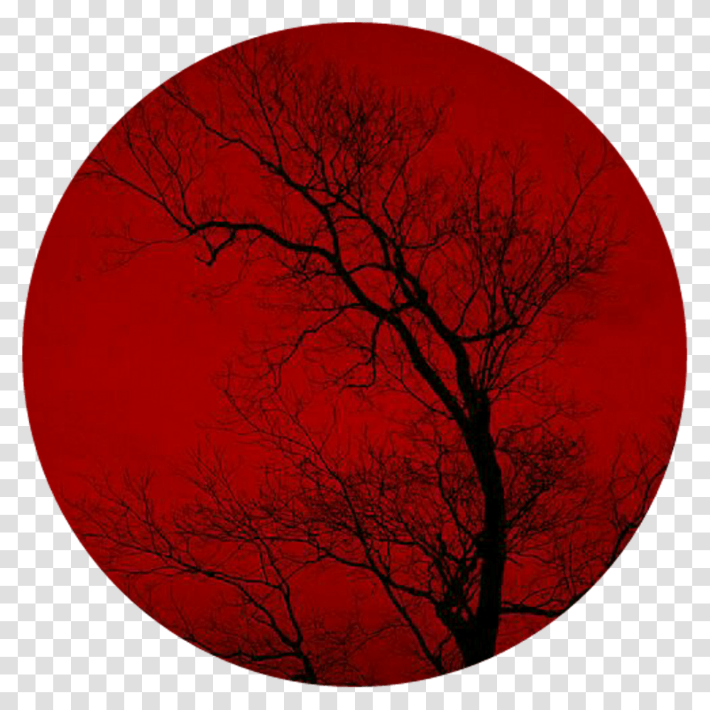 Circulo Rojo Circle, Tree, Plant, Moon, Outer Space Transparent Png