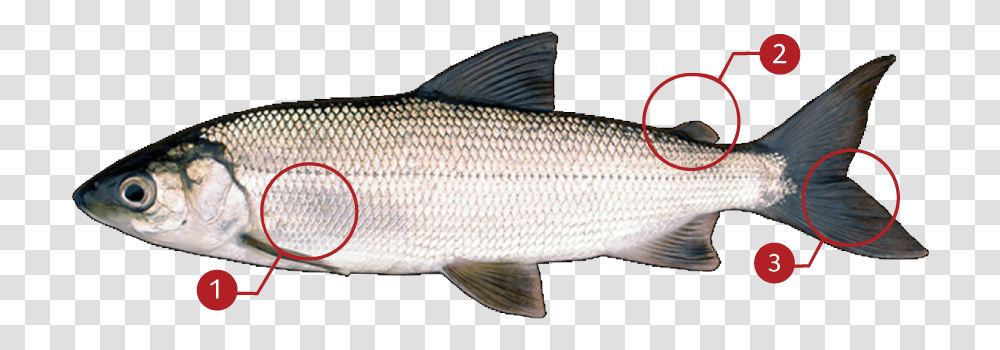 Cisco Fish, Mullet Fish, Sea Life, Animal, Herring Transparent Png