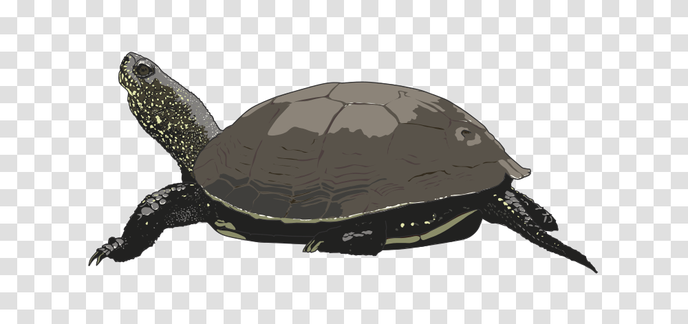 Cistude Europe, Nature, Turtle, Reptile, Sea Life Transparent Png