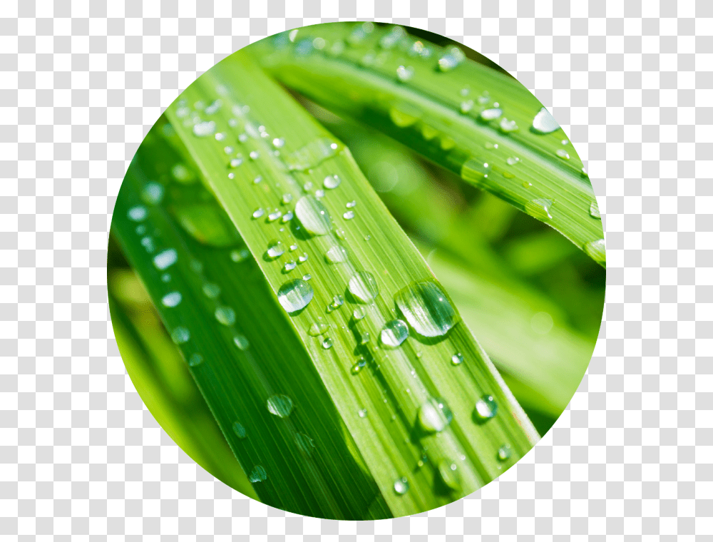 Citronella With Water Drop, Green, Leaf, Plant, Droplet Transparent Png