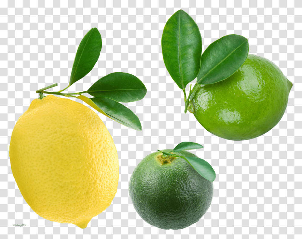 Citrus Clipart, Citrus Fruit, Plant, Food, Lime Transparent Png