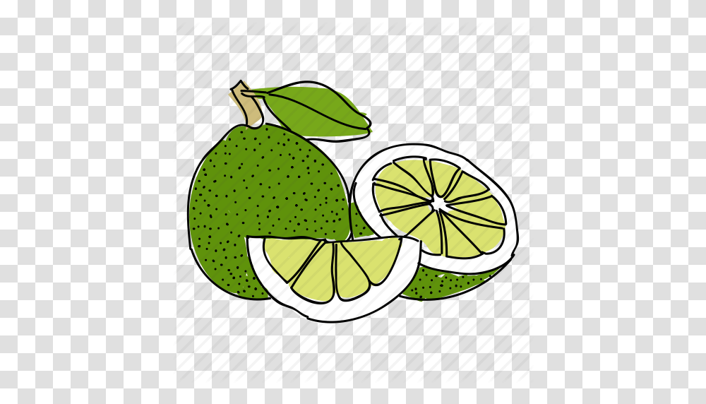Citrus Food Fruit Green Hand Drawn Lime Limes Icon, Plant, Citrus Fruit, Insect, Invertebrate Transparent Png
