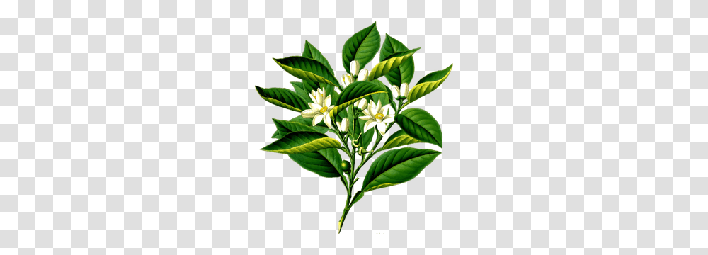 Citrus Free Clipart, Leaf, Plant, Flower, Banana Transparent Png