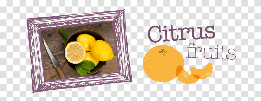 Citrus Fruit Sweet Lemon, Plant, Food, Orange, Sphere Transparent Png