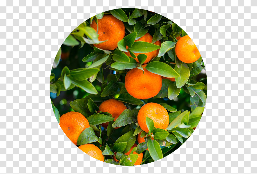 Citrus Growing Guide Orange Citrus Sinensis, Citrus Fruit, Plant, Food, Grapefruit Transparent Png
