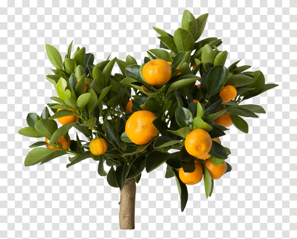 Citrus Ikea, Orange, Citrus Fruit, Plant, Food Transparent Png