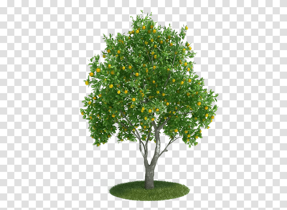 Citrus Sinensis Tangerine 3d Modeling Orange Tree, Plant, Maple, Leaf, Tree Trunk Transparent Png