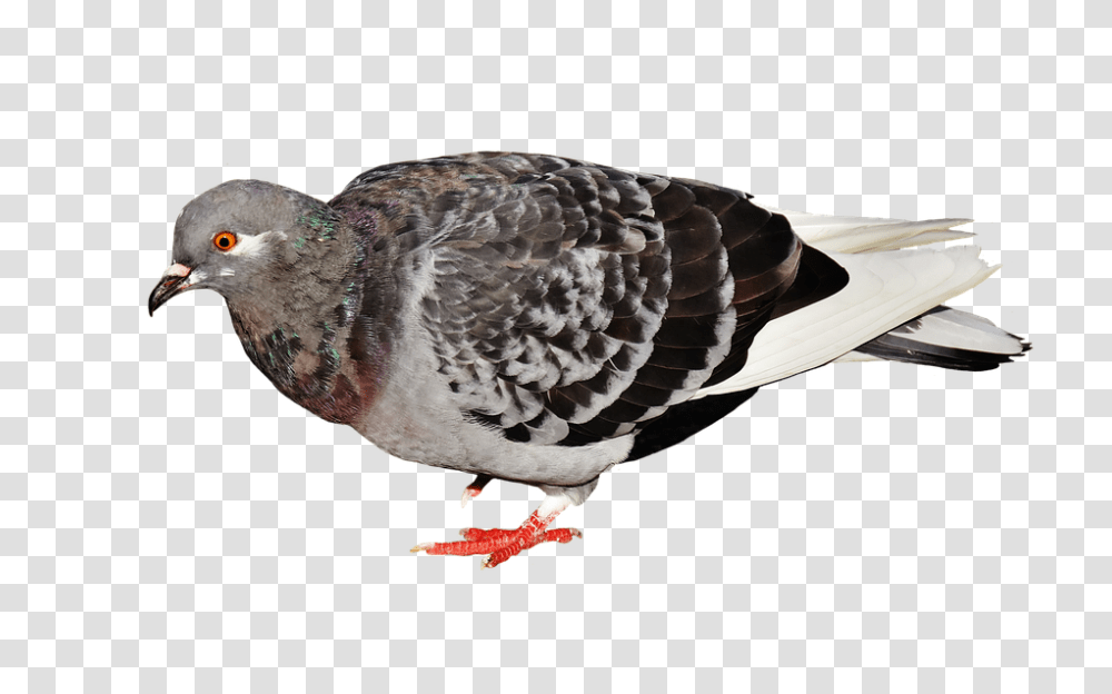 City Pigeon 960, Animals, Bird, Dove Transparent Png
