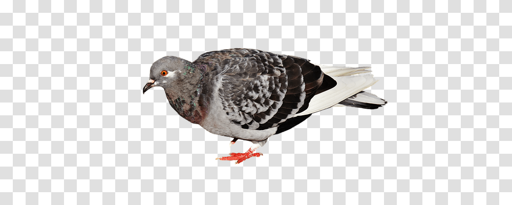 City Pigeon Nature, Bird, Animal, Dove Transparent Png