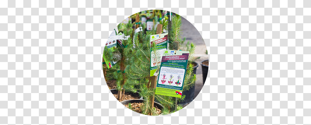 City Plants - Get Free Trees Free City Trees Los Angeles, Potted Plant, Vase, Jar, Pottery Transparent Png