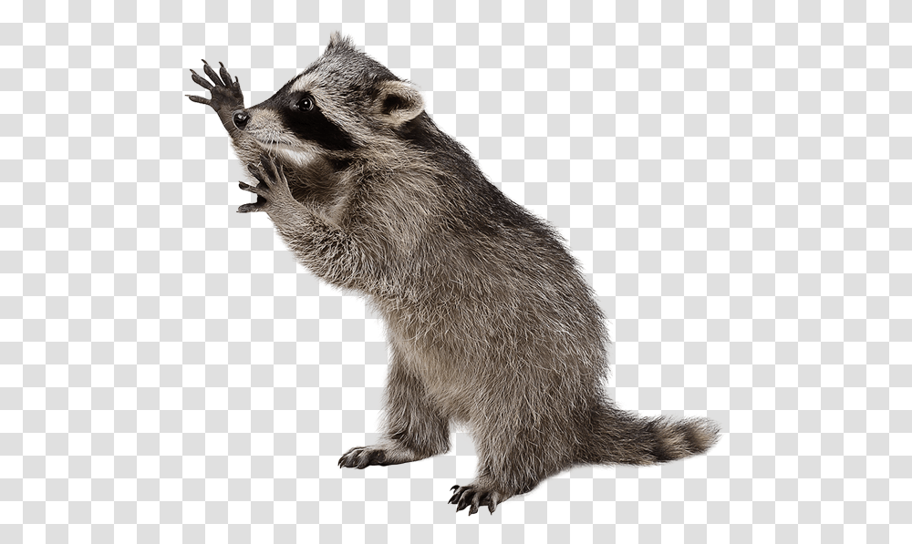 City Wildlife Control Raccoon, Mammal, Animal, Bear, Rat Transparent Png