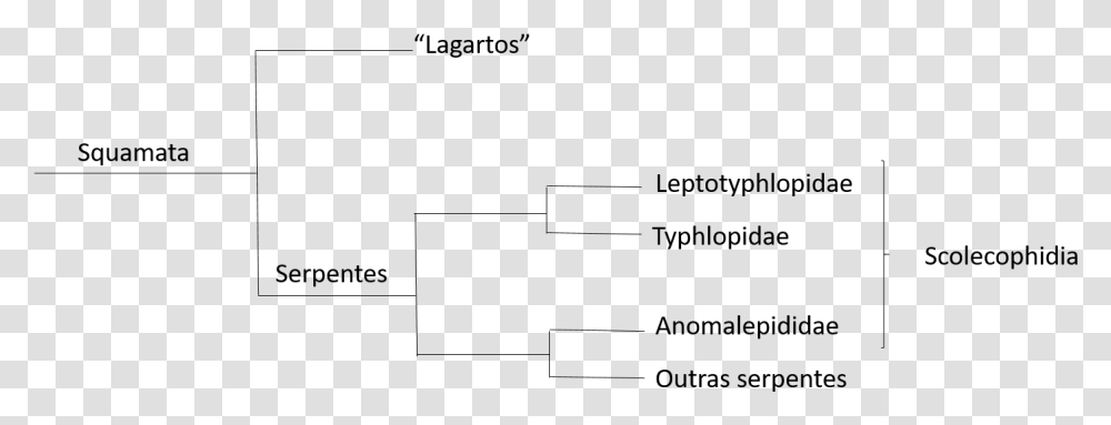 Cladograma Mostrando O Ancestral Squamata Que Possui Cladograma Squamata, Gray, World Of Warcraft Transparent Png