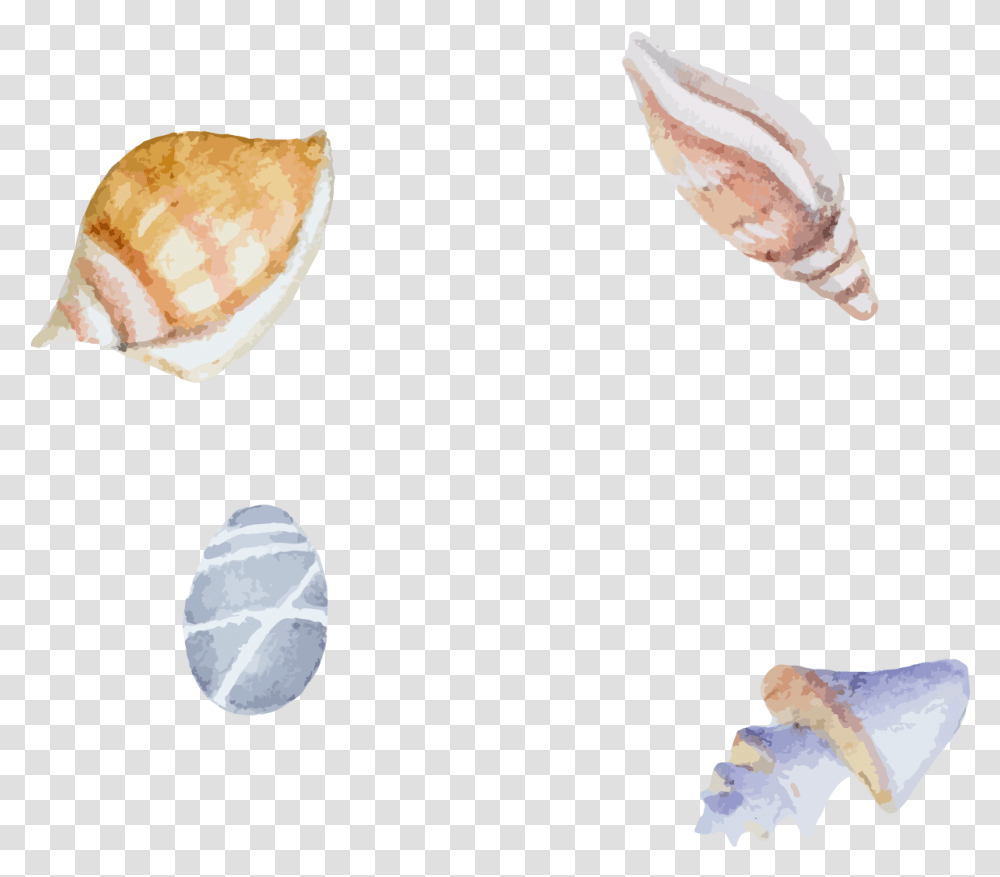 Clam Sea Snail Beach Shells Illustration, Seashell, Invertebrate, Sea Life, Animal Transparent Png