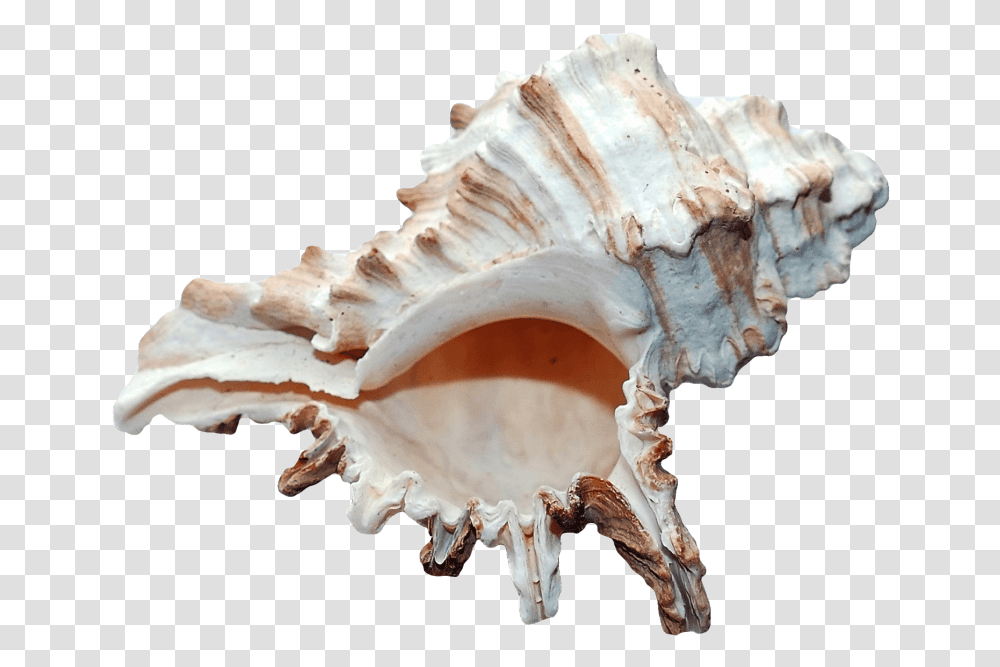 Clam Seashell, Fungus, Conch, Invertebrate, Sea Life Transparent Png