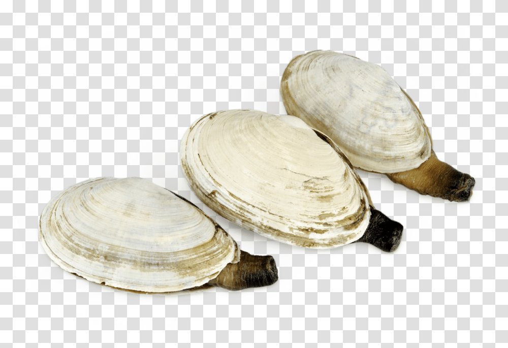 Clam, Seashell, Invertebrate, Sea Life, Animal Transparent Png