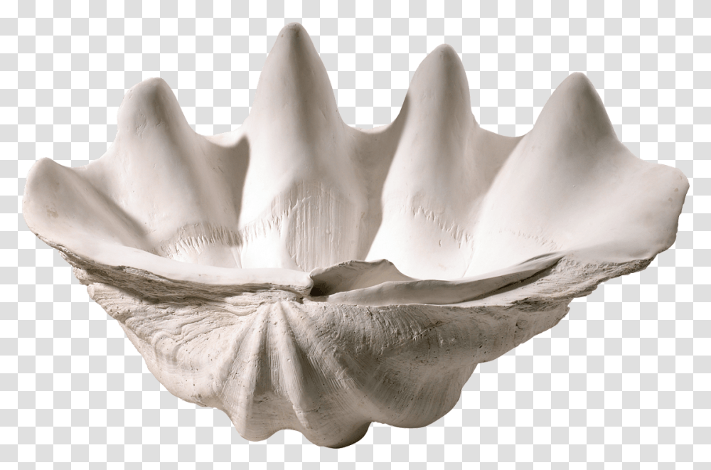 Clam Shell Bowl, Seashell, Invertebrate, Sea Life, Animal Transparent Png