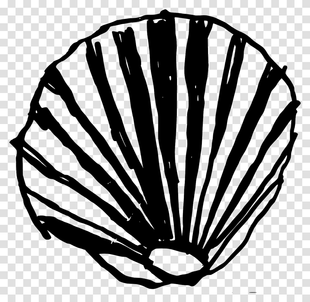 Clam Shell, Seashell, Invertebrate, Sea Life, Animal Transparent Png